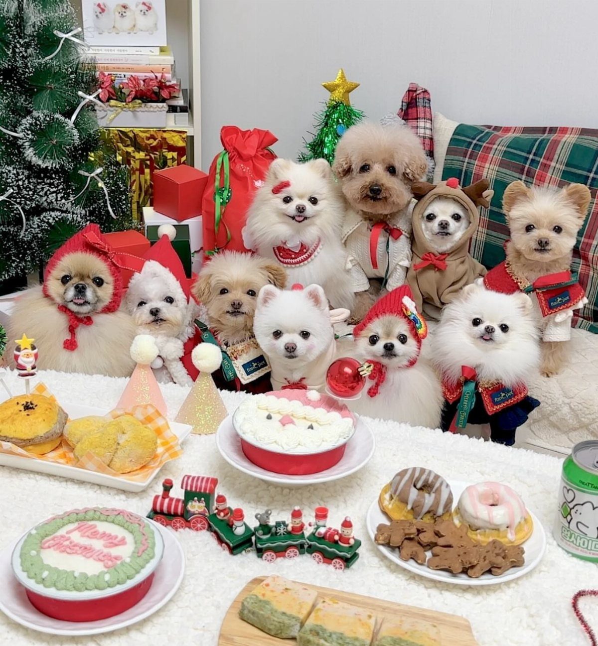 Small dogs in Christmas outfits sitting around festive treats and a holiday tree.