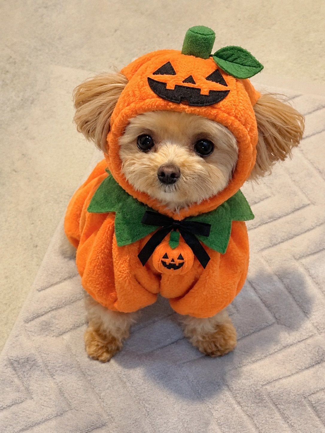 Small brown dog wearing a plush orange pumpkin Halloween costume on a grey rug