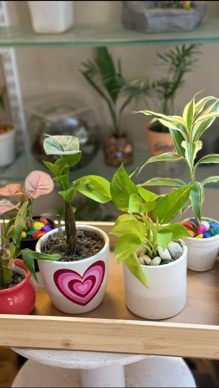 Small indoor plants in decorative pots arranged on a light wooden tray.