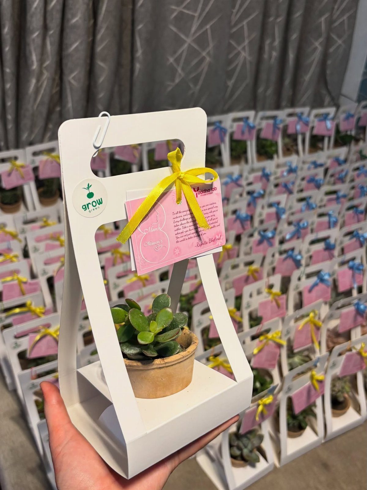 Small succulent plant in a white cardboard gift carrier with a yellow ribbon.