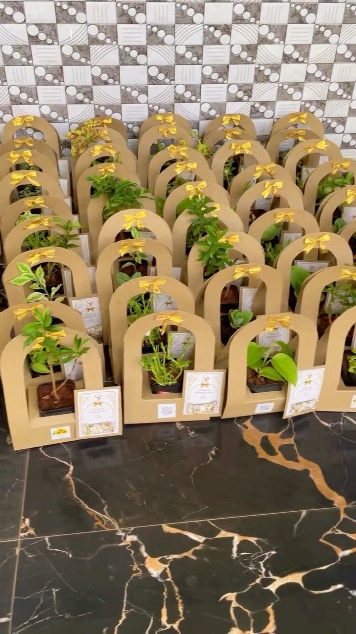 Small potted plants in brown cardboard gift carriers with yellow ribbons and tags.