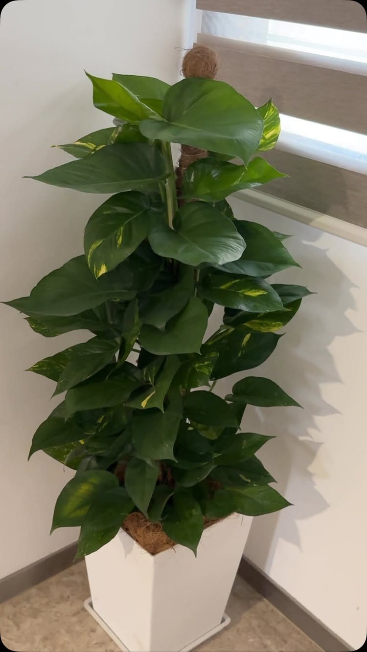 Lush green pothos plant in a white square pot standing in a corner.
