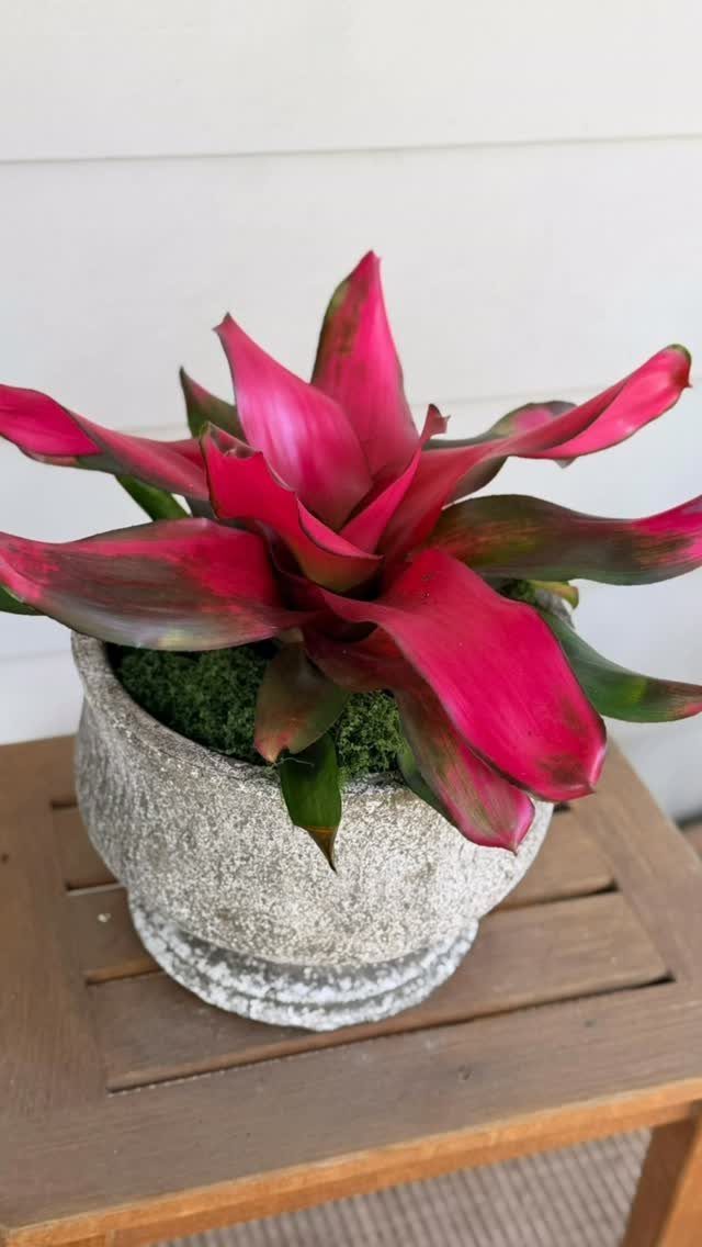 Pink and green bromeliad plant in a grey stone pot on wooden table