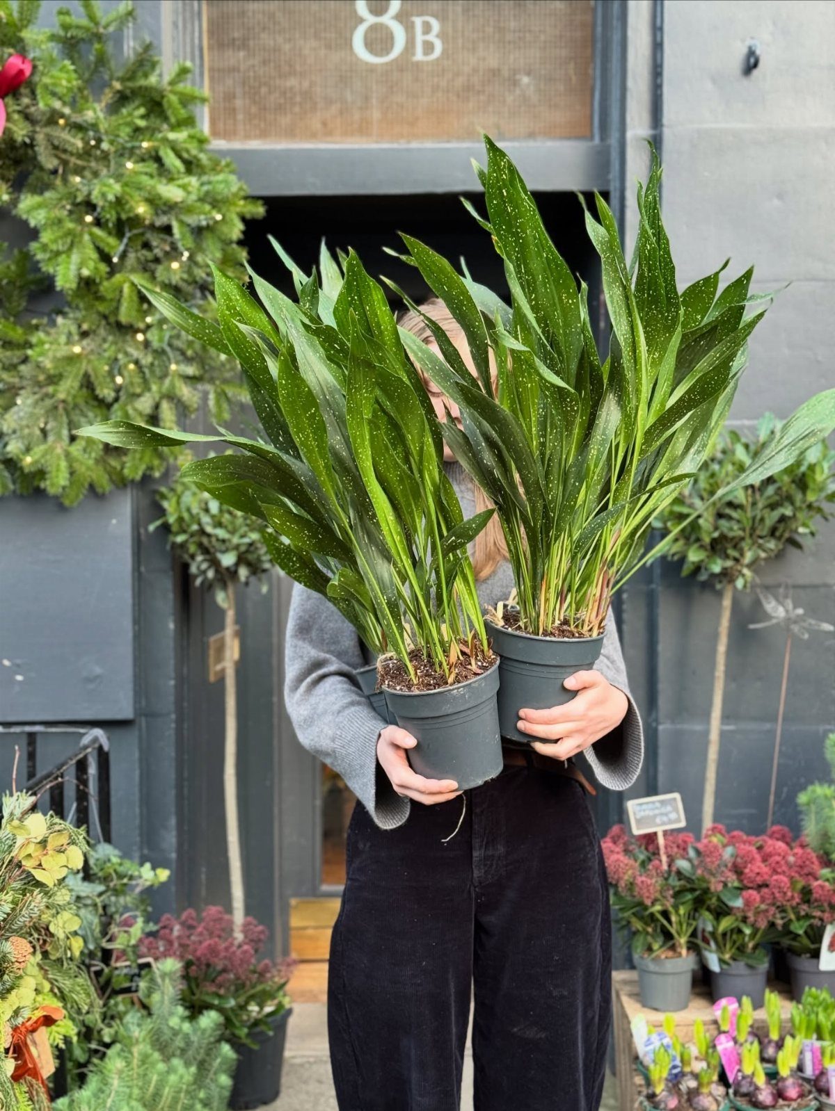 Person holding two potted green snake plants in front of a building entrance