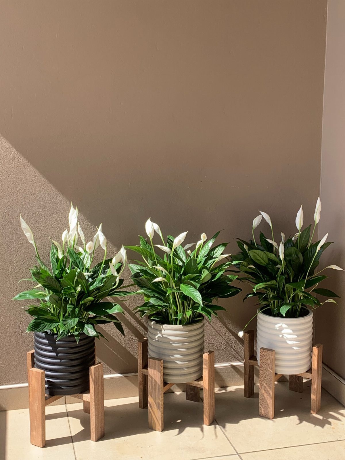 Three peace lily houseplants in ribbed pots on wooden stands against a beige wall.
