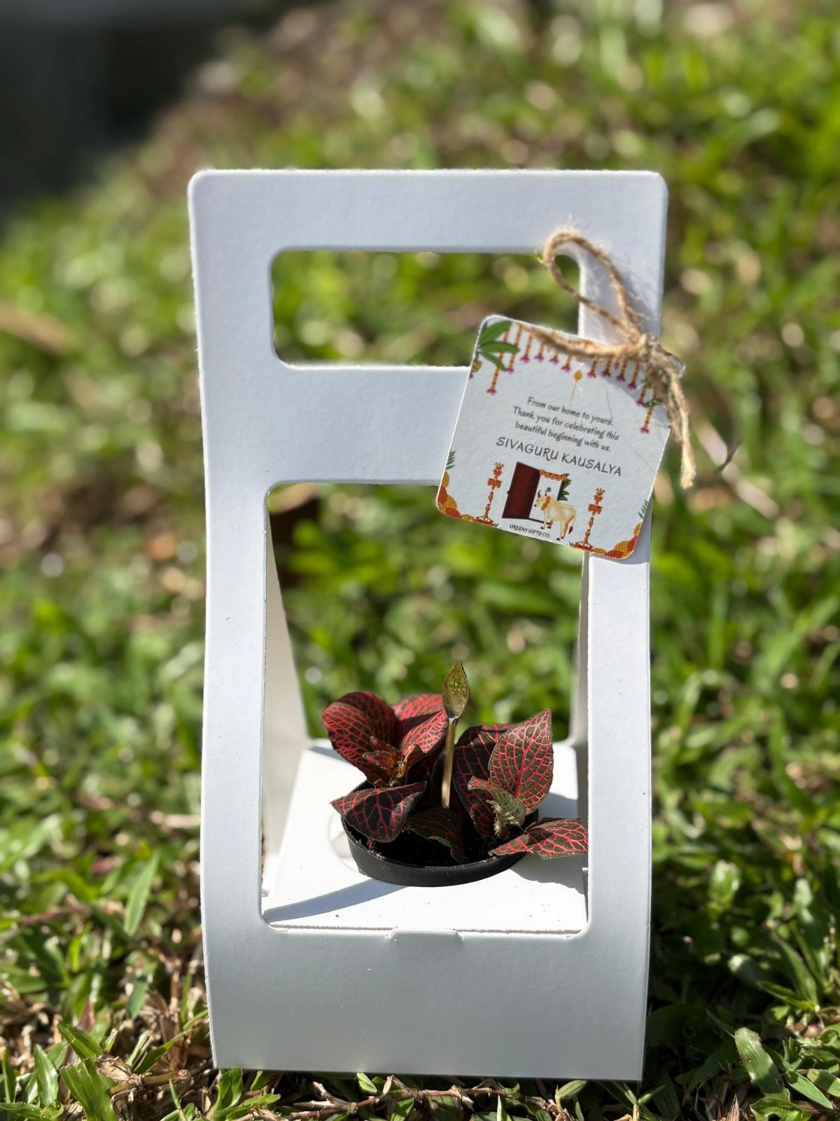Small reddish-purple houseplant in a white cardboard gift carrier on green grass